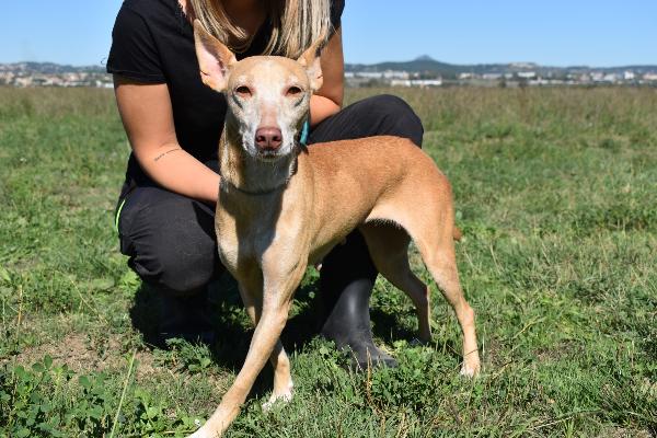 GIACOMINA, TAGLIA MEDIO PICCOLA, CIRNECHINA DELL'ETNA, ANTICA RAZZA SICILIANA, BUONA, COMPATIBILE CON ALTRI CANI, BRAVA AL GUINZAGLIO Foto 4